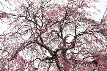 Japanese weeping cherry tree