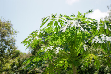 green leaves in the forest