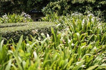 grass and flowers