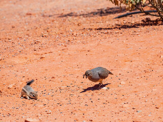 Close up shot of a squirrel and quail in Valley of Fire State Park