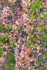 lovely blossoming branches of almonds close-up in sun rays, Shallow depth of field, Nature floral