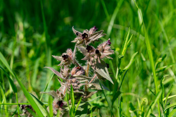 A nonea (nonea pulla) flower in a summer meadow.