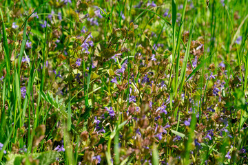 A meadow with lilac ground-ivy (glechoma hederacea) flowers.