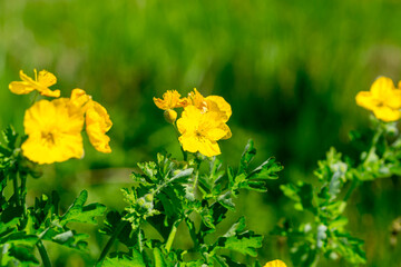 Obraz premium A meadow with yellow celandines flowers (chelidonium asiaticum).