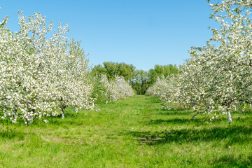 Obraz premium Blooming apple alleys on a sunny summer day.
