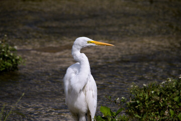 渡り鳥であるダイサギ