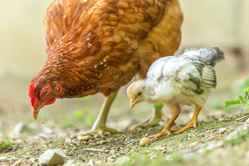 Portrait of a free-range brown clucking hen watching over her young chicks during molt in summer outdoors