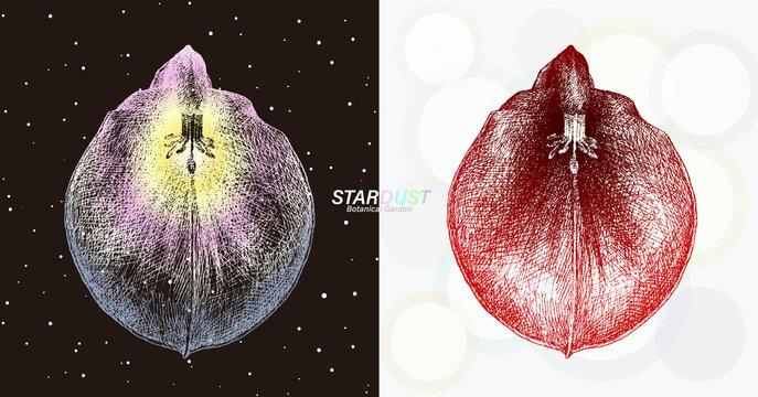 宇宙の銀河のような線で描画されたセイボ