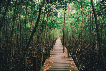 Walkway in forest