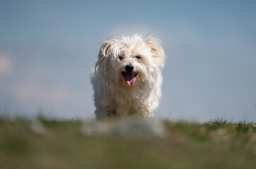 White dog having fun in the hills