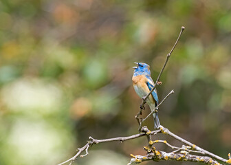 Lazuli Bunting