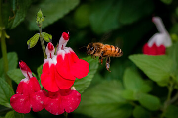 bee on a flower