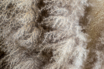 Close up photo of grass flower for background or wallpaper