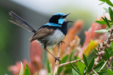 Superb Fairywren