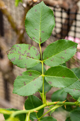 Disease symptoms of  black spot (Diplocarpon rosae) on rose (Rosa) in Japan