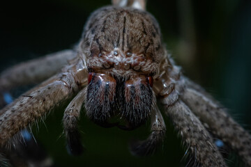 spider on a leaf