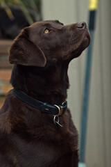 Chocolate labrador
