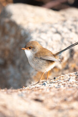 Wren on a rock