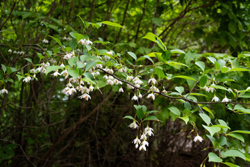 Blooming Japanese snowbell flowers in the forest