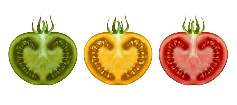 Ripening process tomato, green yellow and ripe red cut in half with a peduncle and leaves on a white background hand-drawn realistic illustration, different varieties of tomato.