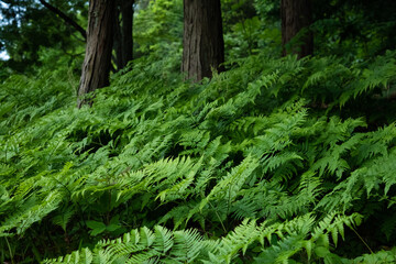 Clumping ferns in the forest