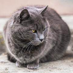 Portrait of a gray cat with green eyes sitting on the stones half a turn close up