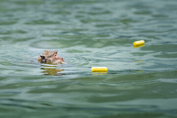 One monkey or Macaca swimming alone in river heading for food it is hungry, focus on monkey eyes. At Kaeng Krachan National Park, Phetchaburi, Thailand. Leave space for text input.
