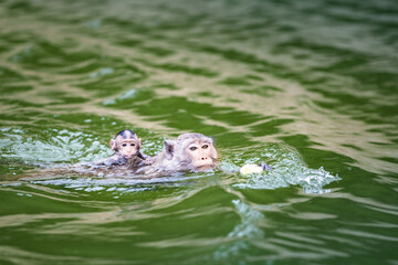 Photo Shot Macaca or mother monkey is swimming  in the river in search of food with her baby monkey wet perched on its mother's back at Kaeng Krachan National Park, Phetchaburi, Thailand.
