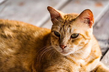 Cats that live on Khai Island, Phuket Thailand.