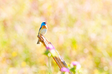 Lazuli Bunting