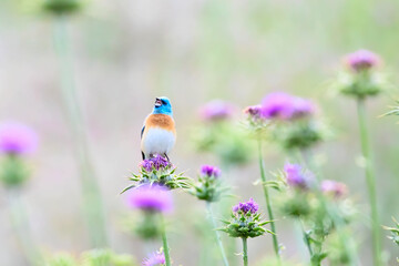Lazuli Bunting