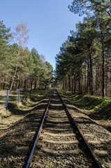 Tory w lesie  © wedrownik52