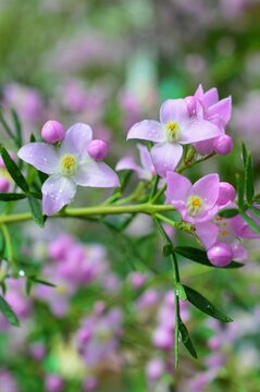 ボロニア・ピンナタ　Boronia pinnata