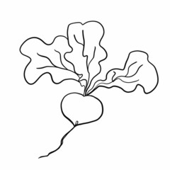 vegetables,foods,plants,food,vegan food,red,yellow,green,orange,healthy food products,healthy food,healthy nutrition,vitamins,health,cooking,salads,carrots,cabbage,radishes,tomatoes,green leeks,garlic