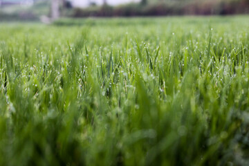 grass in the morning