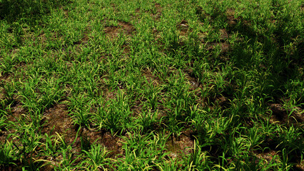 3D illustration Background for advertising and wallpaper in nature and adventure scene. 3D rendering in decorative concept.