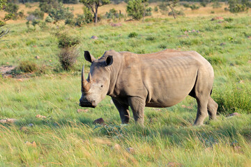 Endangered white rhinoceros (Ceratotherium simum) in natural habitat, South Africa.
