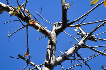 bare branches of peach tree against blue sky