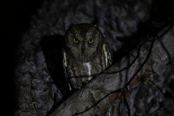 Eine Zwergohreule frontal nachts in einer Astgabel sitzend