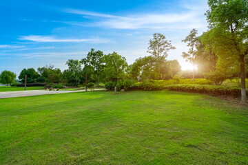 park sunshine grass green woods