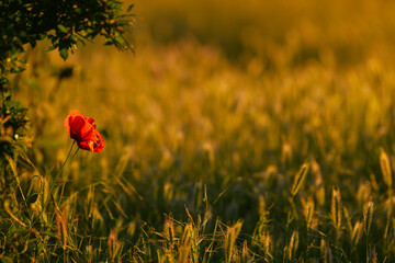Beautiful spring landscape with poppy flower between some wheat gran plants on an agriculture field. 
