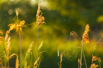 Spider web hanged to some reed plants in morning sunrise light. Beautiful details of the nature.