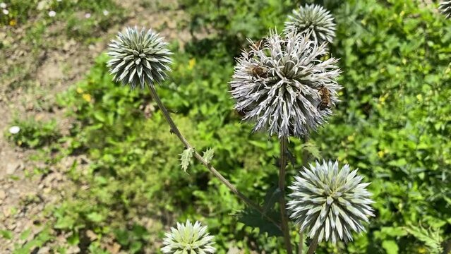 Summer scene. Bees collect honey from Echinops sphaerocephalus flowers, slow motion