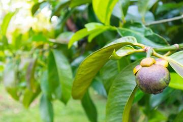 closeup of mangosteen on the tree at Thailand