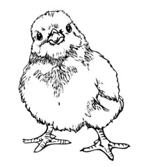 Vector illustration of cute chick. Black and white chick.