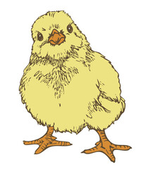Vector illustration of cute little chick. Hand drawn chick colored and depicted by a line.