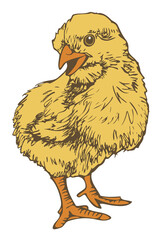 Vector illustration of hand drawn chick. Chick colored and depicted by a line.