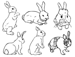 Vector illustration with collection of black and white rabbits. Cute hand drawn bunnies in different poses.