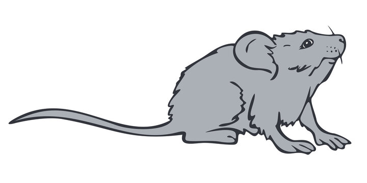 Vector illustration of hand drawn mouse. Mouse colored and depicted by a line.