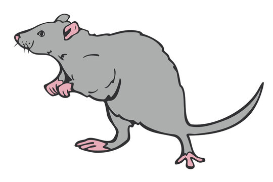 Vector illustration of hand drawn rat. Rat colored and depicted by a line.